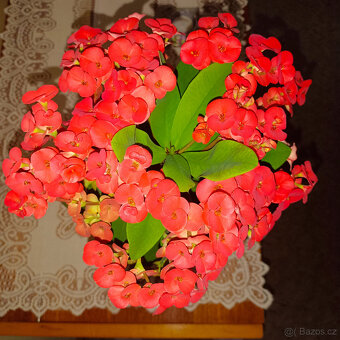 Trnová koruna ( euphorbia milli) - 2