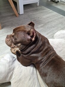 American bully - 2