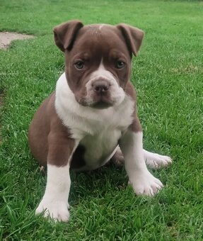 Old English Bulldog, Staroanglický buldok - 2