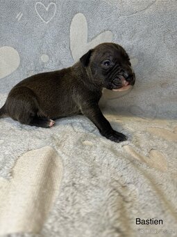 Americký pitbulteriér s pp (APBT) - 2