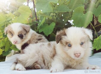 Border kolie , Collie , kolia - 2