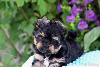 yorkshire terrier s PP(IHR) - 2