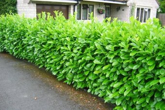 Bobkovišen lekárska - 2