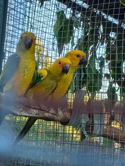 Aratinga sluneční - 2