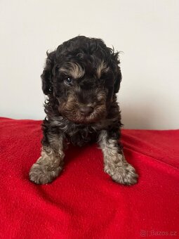 Pudl hnědý trpasličí - 2