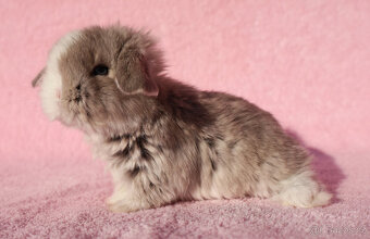 Zakrslí beránci NHD modrá očka . - 2