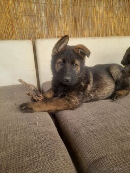 Německý ovčák - 2