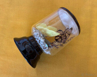 Dva motýlci retro - 2