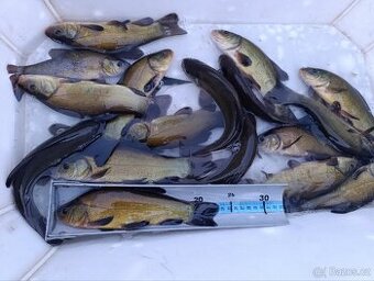 Lín obecný 20- 25 cm - 2