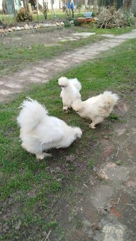 Kmen hedvábničky - 2