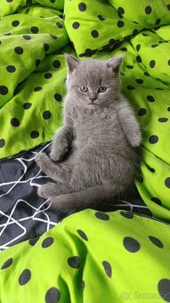 Britská modrá koťata - 2