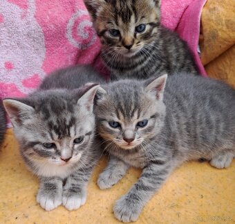 Britská modrá a whiskas kočičky i kocourkové - 2