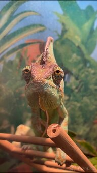 Prodám chameleona jemenského + terárium vybavené - 2