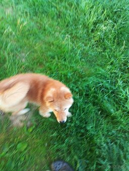 Daruji větší štěně Shiba inu - 2