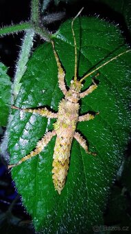 Strašilky Mearnsiana bullosa - poštou - 2