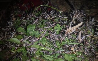 Saranče všežravé (Locusta migratoria) 🦗 - 2