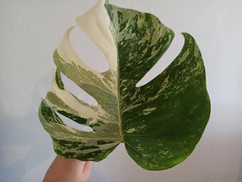 Monstera albo variegata - 2
