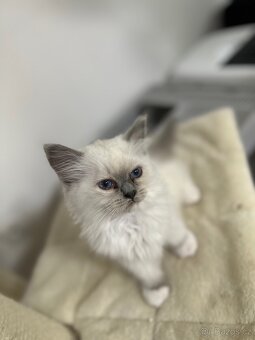 Ragdoll koťátka s PP - 2