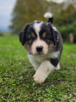 Australský ovčák Black Tri s dlouhým ocáskem PP FCI - 2