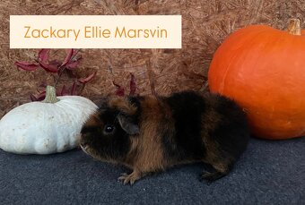 Morčátka plemene US Teddy - 2