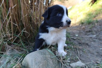 Štěňata Border kolie - 2