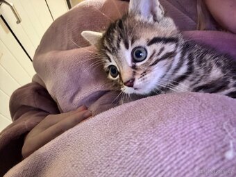 Kotě - kočička zdarma - 2