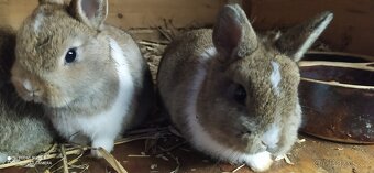 Zakrslí králíčci - 2