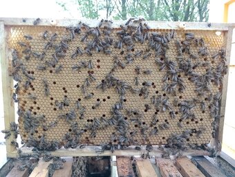 Vyzimovaná včelstva 2026 - 2