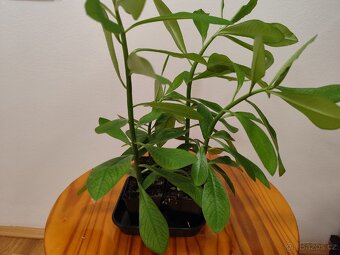 Gumovník Euphorbia umbellata - 2