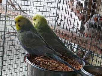 Andulka r.2025 - 2x "duhový" samec - 2