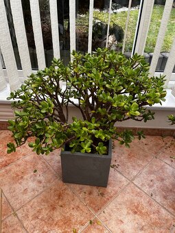 Tlustice cca 15let stará - 2