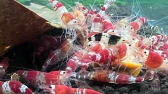 Sladkovodní krevety - 2