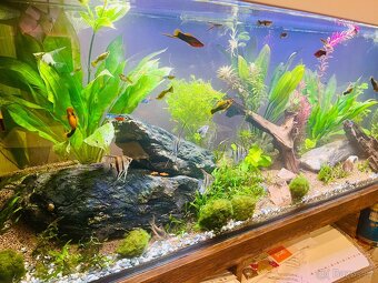 Akvarium 300l 150x40x50 - 2