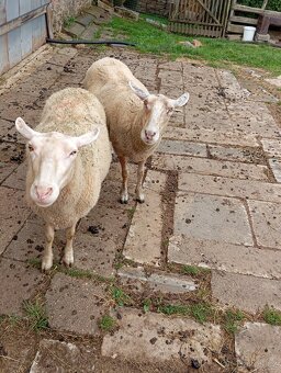 Ovce 🐑 sekačky na pastvy - 2