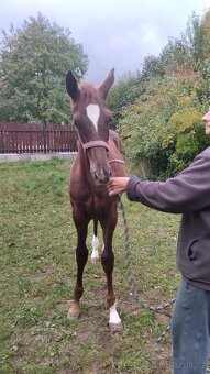 Prodám odstavče - 2