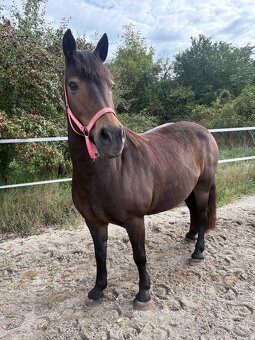 Klisna welsh part bred s PP - 2