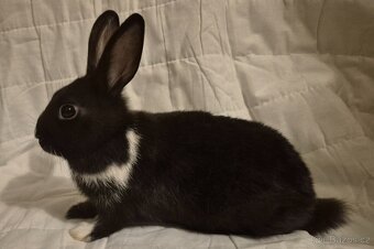 Zakrslý králíček - 2