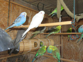 Andulky, mláďata na ochočení i do chovu - 2