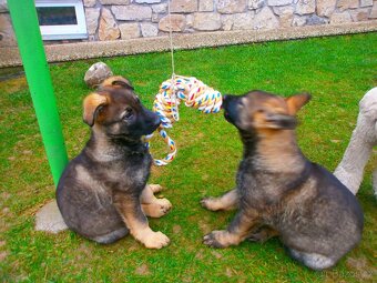 Německý ovčák štěňata - 2