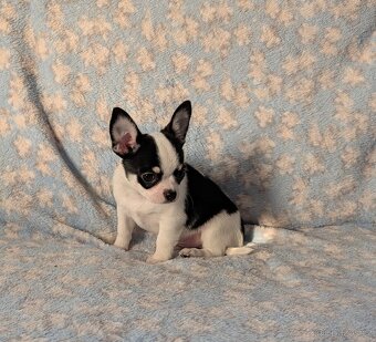 Čivava krátkosrstá s PP- pejsci - 2