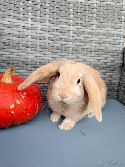 Zakrslý králík, králíček, beránek samec Rybízek - 2