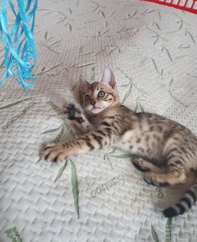 bengálská kočka, koťata - 2