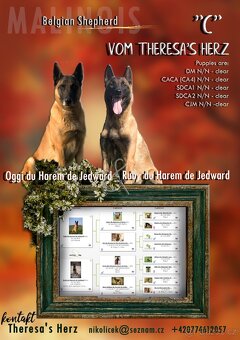 Belgický ovčák Malinois, štěňátka s PP - 2
