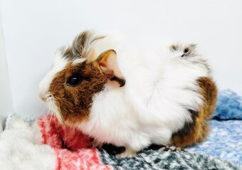 Morče, Morčata, Morčátko, Morčátka - GIGI A GINA - 2