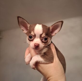 čivava čokoládové šteniatka - 2