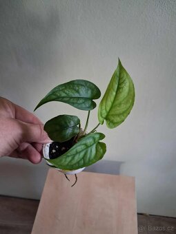 Monstera Siltepecana - 2