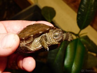 Želva černavá (Heosemys grandis) - 2