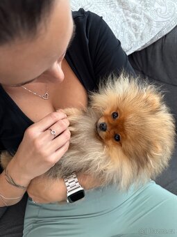 Pomeranian ke krytí - 2