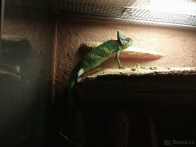 Chameleon jemenský - 2