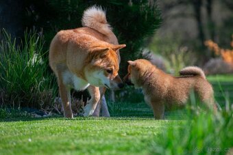 Vrh V Tribona, shiba inu štěňátka s PP FCI - 2